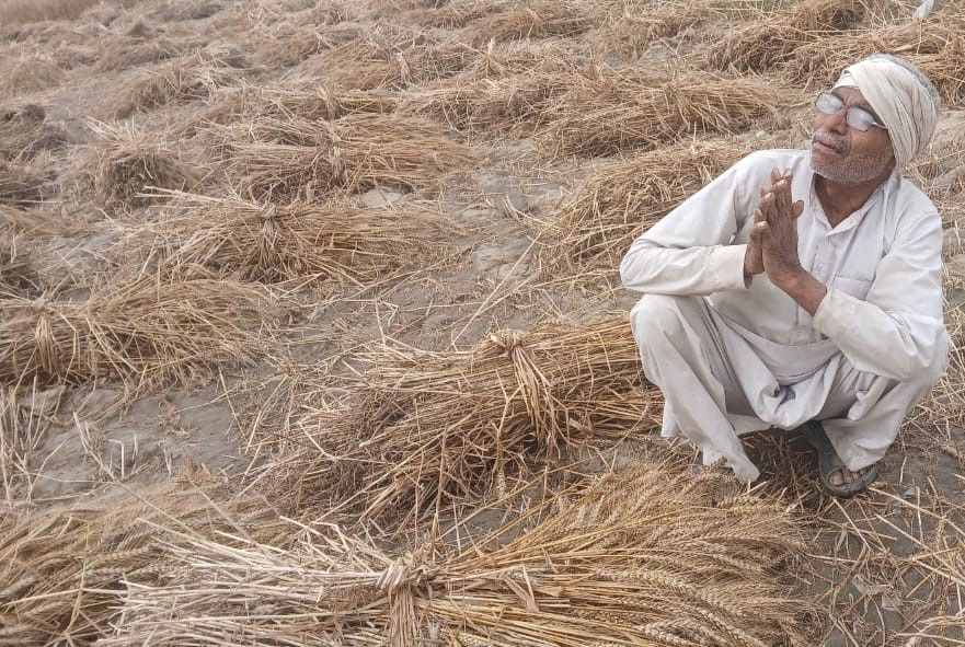 आंधी-तूफान और बारिश से गेहूं किसानों पर संकट, पकी फसल को भारी नुकसान की आशंका