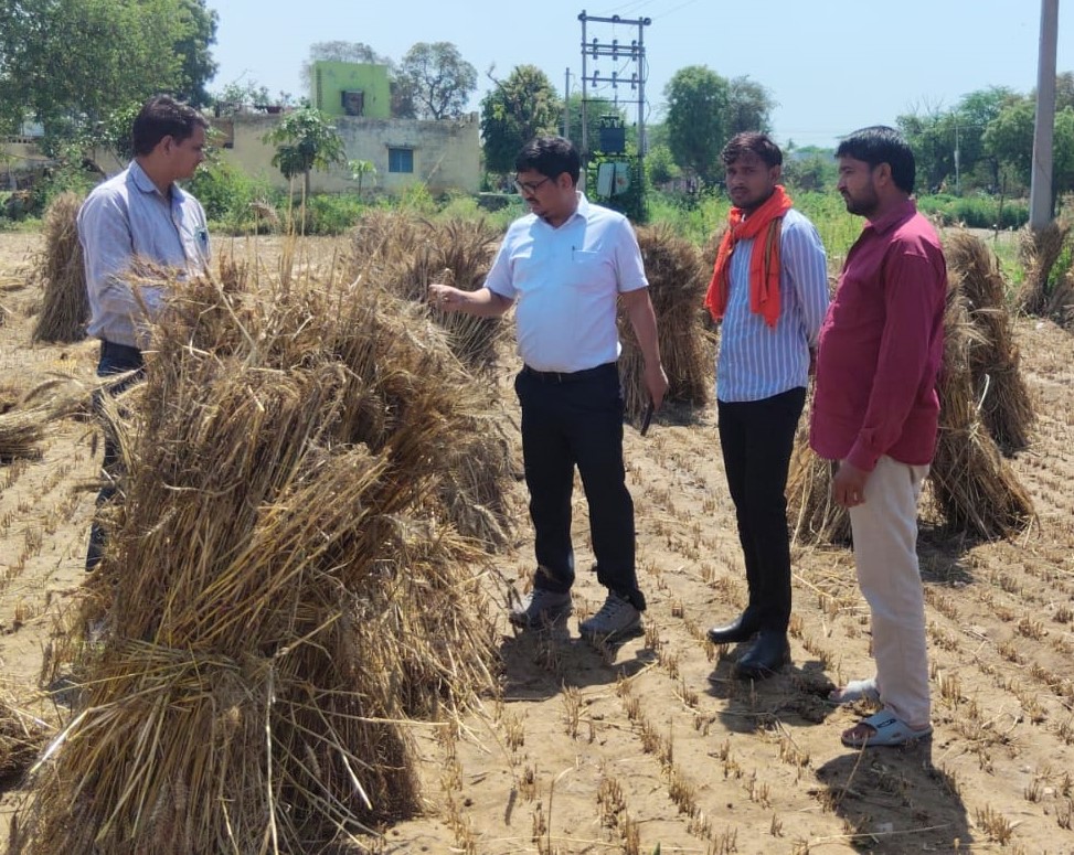 एसडीएम ने ओलावृष्टि व बारिश से फसल में हुए नुकसान का किया आकलन