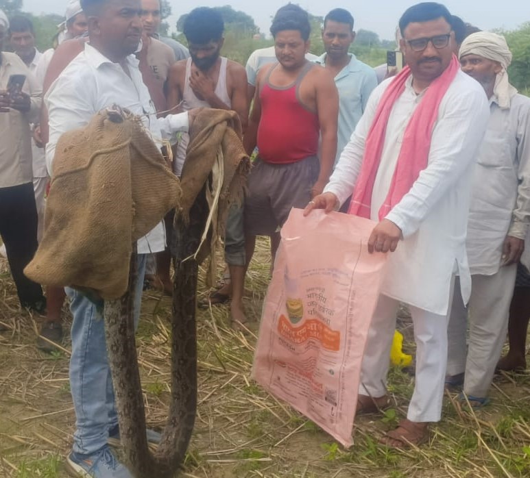 गांव सलेमपुर में निकला 12 फुट लंबा अजगर